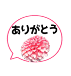 *花* ダリア＆吹き出し Colorful（個別スタンプ：1）