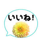 *花* ダリア＆吹き出し Colorful（個別スタンプ：2）
