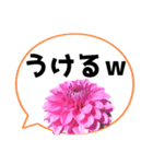 *花* ダリア＆吹き出し Colorful（個別スタンプ：3）