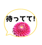 *花* ダリア＆吹き出し Colorful（個別スタンプ：16）