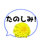 *花* ダリア＆吹き出し Colorful（個別スタンプ：17）