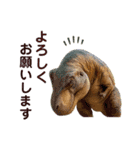 いろんな恐竜たち（個別スタンプ：16）