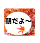 *花* 紅葉＆吹き出し（個別スタンプ：20）