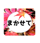 *花* 紅葉＆吹き出し（個別スタンプ：24）