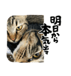うちのコ、ツキミミ（個別スタンプ：10）