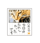 うちのコ、ツキミミ（個別スタンプ：16）