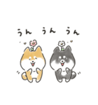 ゆるいろわんわん（柴犬）（個別スタンプ：37）