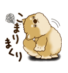 柴犬さん 2025 「リアクション2」（個別スタンプ：33）