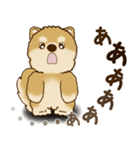 柴犬さん 2025 「リアクション2」（個別スタンプ：34）