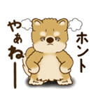柴犬さん 2025 「リアクション2」（個別スタンプ：36）