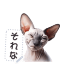 無毛の猫は毛ある ☆ メッセージステッカー（個別スタンプ：19）