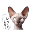 無毛の猫は毛ある ☆ メッセージステッカー（個別スタンプ：21）