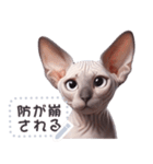 無毛の猫は毛ある ☆ メッセージステッカー（個別スタンプ：22）