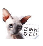 無毛の猫は毛ある ☆ メッセージステッカー（個別スタンプ：23）