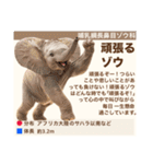 架空動物生き物図鑑（個別スタンプ：14）