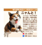 架空動物生き物図鑑（個別スタンプ：29）