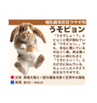 架空動物生き物図鑑（個別スタンプ：33）
