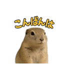 リチャードソンジリス1（個別スタンプ：2）