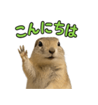 リチャードソンジリス1（個別スタンプ：3）