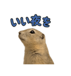 リチャードソンジリス1（個別スタンプ：4）