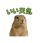 リチャードソンジリス1（個別スタンプ：5）