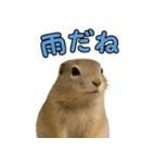 リチャードソンジリス1（個別スタンプ：6）