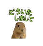 リチャードソンジリス1（個別スタンプ：7）