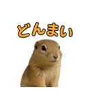 リチャードソンジリス1（個別スタンプ：8）