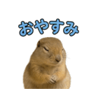 リチャードソンジリス1（個別スタンプ：9）