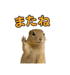 リチャードソンジリス1（個別スタンプ：10）