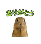 リチャードソンジリス1（個別スタンプ：11）