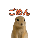 リチャードソンジリス1（個別スタンプ：12）