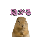 リチャードソンジリス1（個別スタンプ：13）