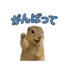 リチャードソンジリス1（個別スタンプ：17）