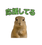 リチャードソンジリス1（個別スタンプ：18）