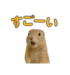 リチャードソンジリス1（個別スタンプ：21）