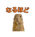 リチャードソンジリス1（個別スタンプ：22）