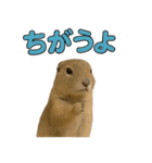 リチャードソンジリス1（個別スタンプ：23）