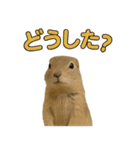 リチャードソンジリス1（個別スタンプ：24）