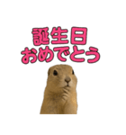 リチャードソンジリス1（個別スタンプ：25）