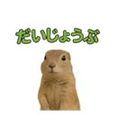 リチャードソンジリス1（個別スタンプ：26）