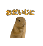 リチャードソンジリス1（個別スタンプ：27）