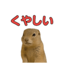 リチャードソンジリス1（個別スタンプ：28）