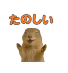 リチャードソンジリス1（個別スタンプ：30）