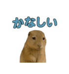 リチャードソンジリス1（個別スタンプ：31）