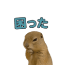 リチャードソンジリス1（個別スタンプ：32）