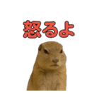リチャードソンジリス1（個別スタンプ：33）