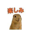 リチャードソンジリス1（個別スタンプ：35）