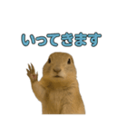 リチャードソンジリス1（個別スタンプ：36）