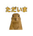 リチャードソンジリス1（個別スタンプ：38）